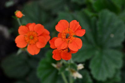 High angle view of red flowering plant