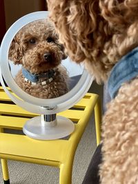 Portrait of dog sitting on chair at home