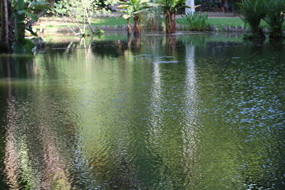 Reflection of trees in water