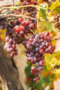 Close-up of grapes growing in vineyard