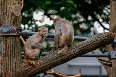 Close-up of monkey on wooden wall