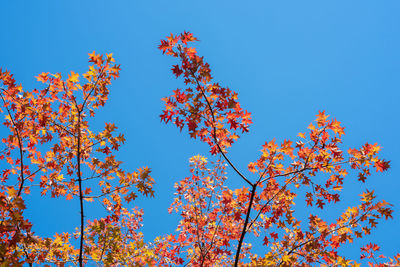 Low angle view of yellow flowering plants against clear blue sky