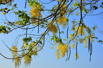 Low angle view of tree against clear sky