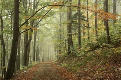 Trees in forest during autumn