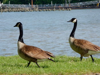 Bird walking by lake