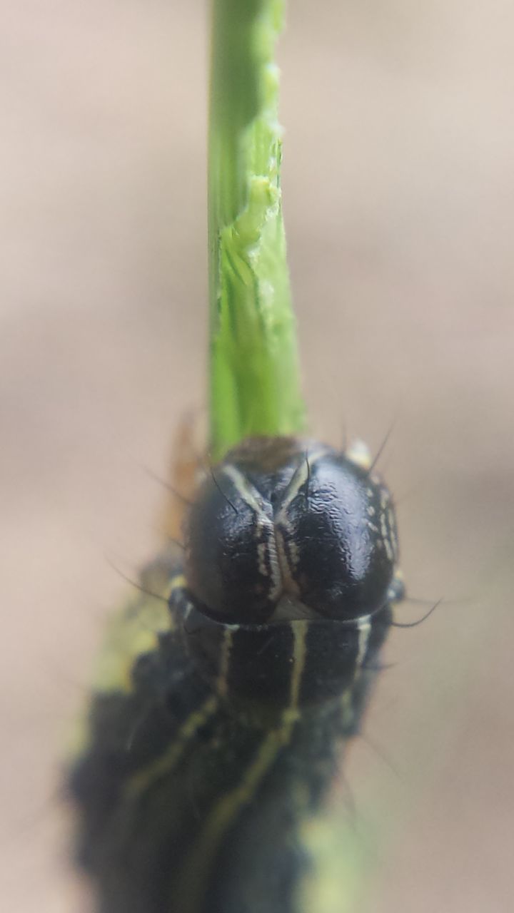 insect, one animal, animal themes, animals in the wild, wildlife, close-up, focus on foreground, bee, selective focus, plant, nature, growth, pollination, zoology, green color, freshness, new life, fragility, no people, beauty in nature, honey bee, springtime