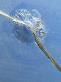 Close-up of jellyfish swimming in sea