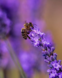 Close-up of bee pollinating on purple flower