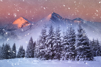 Pine trees on snowcapped mountains during winter