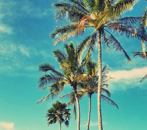 Low angle view of coconut palm tree against sky