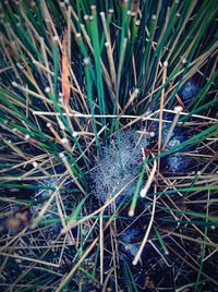 Close-up of lizard on grass