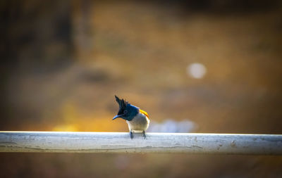 Close-up of bird perching on railing