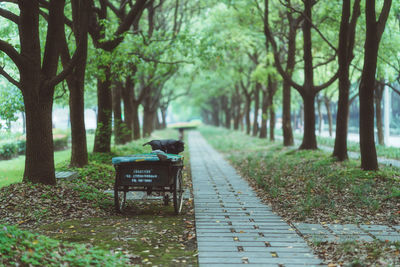 Footpath amidst trees in park