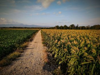 Scenic view of agricultural field against sky