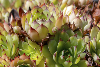 Close-up of succulent plant