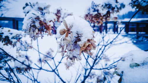 Close-up of fresh snow covered tree against sky