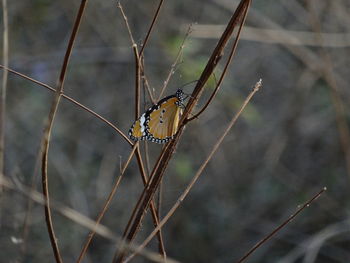 Close-up of butter fly on dry branch