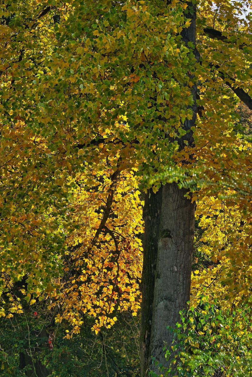 SHADOW OF TREE ON YELLOW FLOWERING PLANT