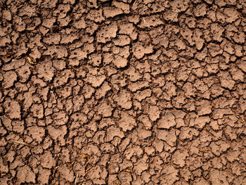 Full frame shot of dry leaves