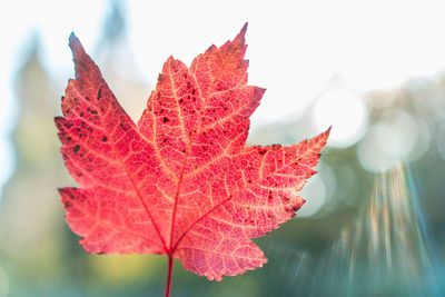 Close-up of maple leaf on leaves