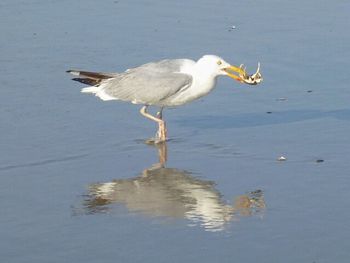 Bird flying over water