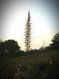 Close-up of plants on field against sky