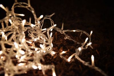 Close-up of illuminated leaves