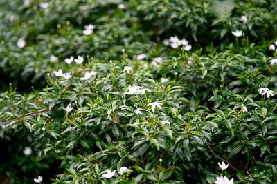 Close-up of white flowering plants