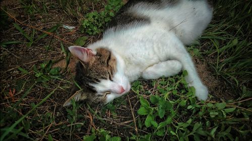 High angle view of cat lying on grass