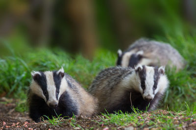 Close-up of badgers on grassy field