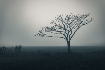 Bare tree on landscape against clear sky