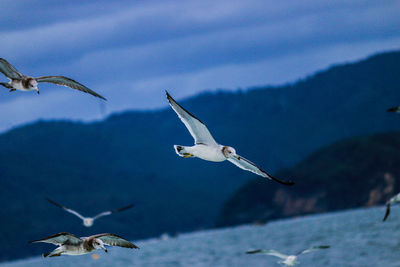 Seagulls flying over sea