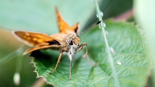 Close-up of butterfly on plant