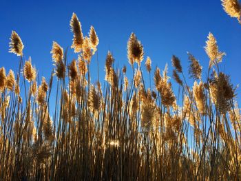 Tall pampas cortaderia grass setting sun and blue sky. bright sunny summer photo magna utah