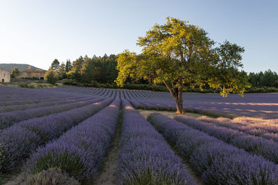 Scenic view of field by trees against sky