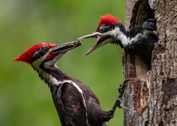 Close-up of woodpecker feeding young bird on tree