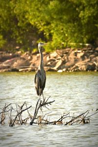 Gray heron on lake