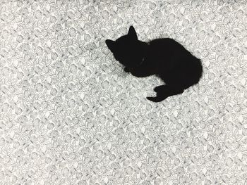 High angle view of cat