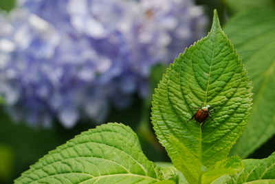 Close-up of beetle on leaf