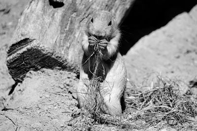 Close-up of a cat on field