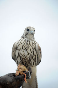 Bird perching on a hand against the sky