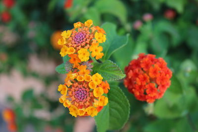 Close-up of yellow flowering plant