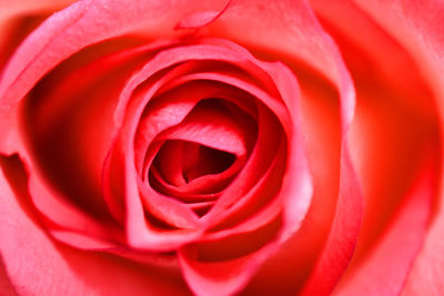 Close-up of pink rose