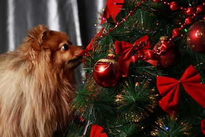 Close-up of red christmas tree