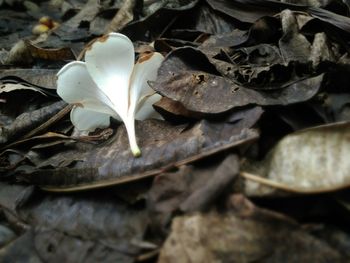 High angle view of flower