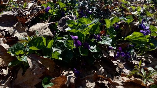 Close-up of purple flowering plants