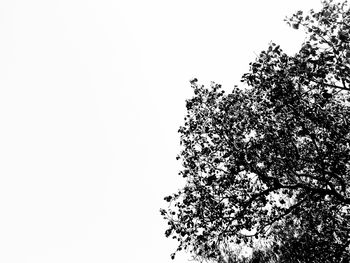 Low angle view of tree against sky