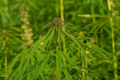 Close-up of pine tree on field