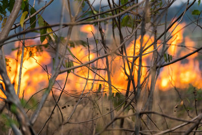 Close-up of plants against orange sky