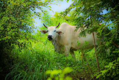 Low angle view of dog amidst plants